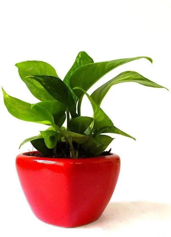 Metallic_Money_Plant_(Hybrid,_Pack_of_1)