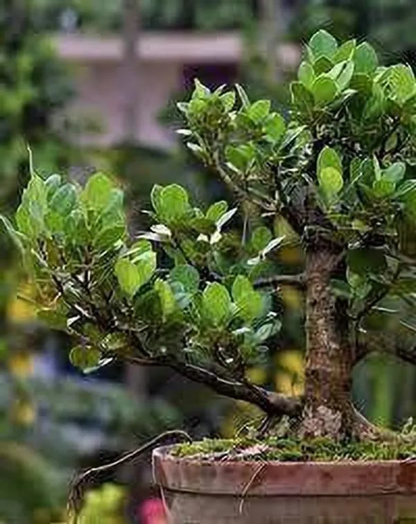 Chinese_Evergreen_Plant_(Hybrid,_Pack_of_1)