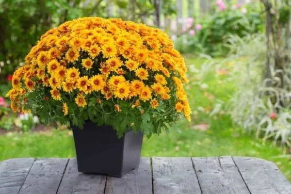 Chrysenthemum_Plant_(Hybrid,_Pack_of_1)