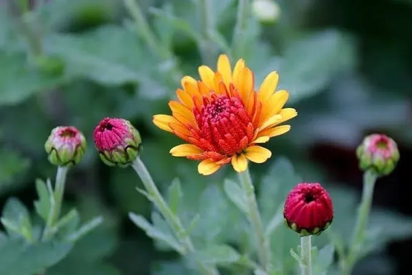 Chrysenthemum_Plant_(Hybrid,_Pack_of_1)