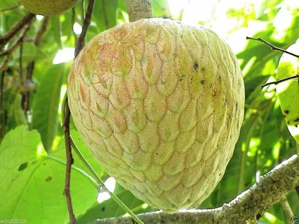 Custard_Apple_Plant_(Hybrid,_Pack_of_1)