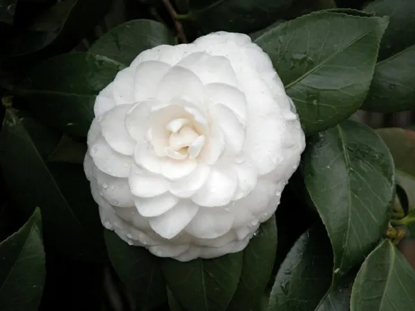 Poplet_Plant_(Hybrid,_Pack_of_1)