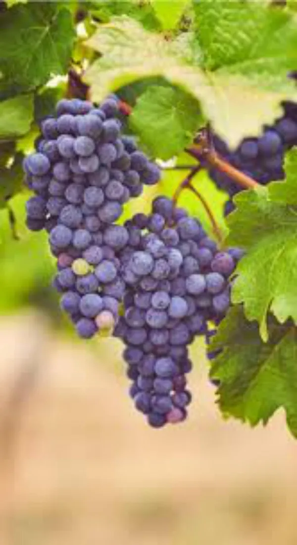 Grape_Plant_(Hybrid,_Pack_of_1)