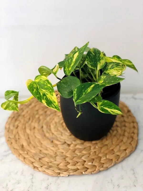 Money_Plant_(Hybrid,_Pack_of_1)