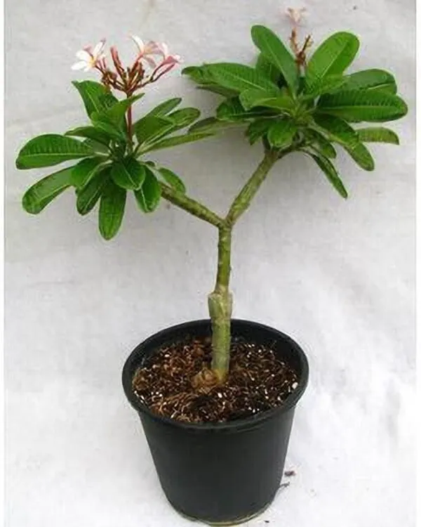 Plumeria_Plant_(Hybrid,_Pack_of_1)