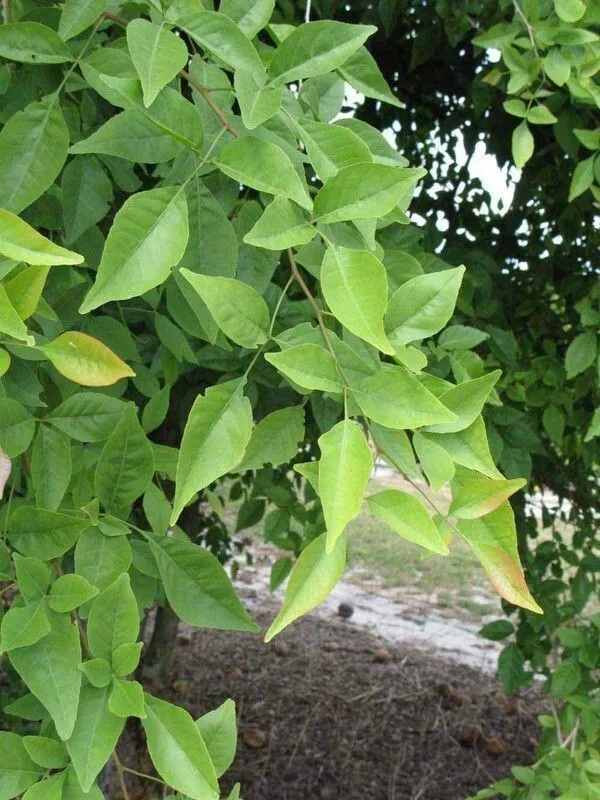 Bel_Plant_(Hybrid,_Pack_of_1)