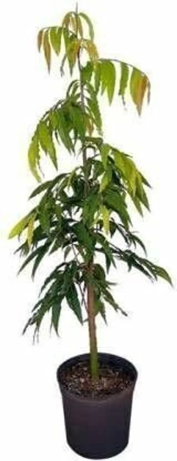 Ashok_Plant_(Hybrid,_Pack_of_1)