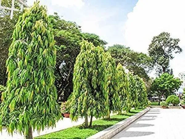 Ashok_Plant_(Hybrid,_Pack_of_1)