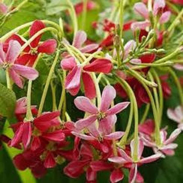 Madhumalti/Rangoon_Creeper_(Hybrid,_Pack_of_1)
