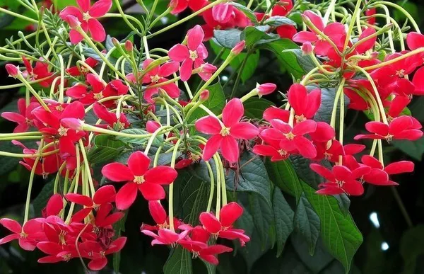 Ixora_Mini_Red_Flowering_Plant_(Hybrid,_Pack_of_1)