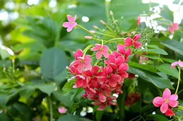 Ixora_Mini_Red_Flowering_Plant_(Hybrid,_Pack_of_1)