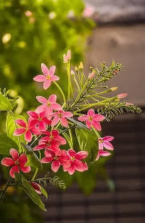 Madhumalti/Rangoon_Creeper_(Hybrid,_Pack_of_1)