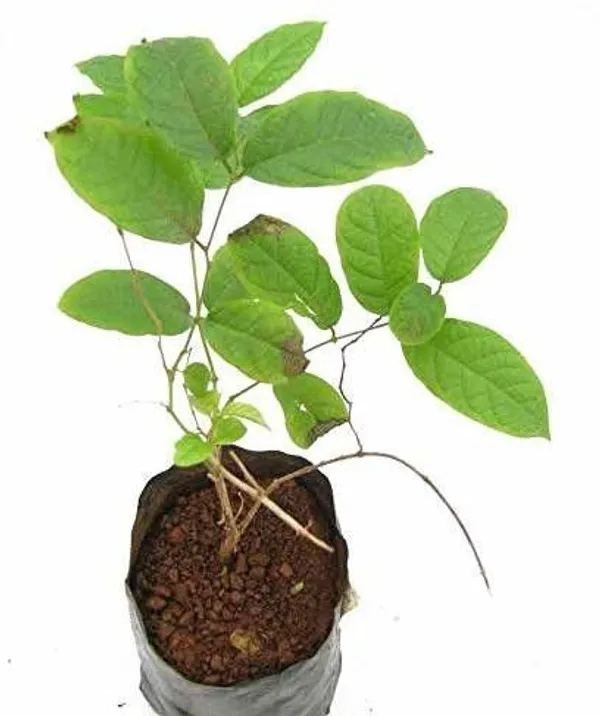 Madhumalti/Rangoon_Creeper_(Hybrid,_Pack_of_1)