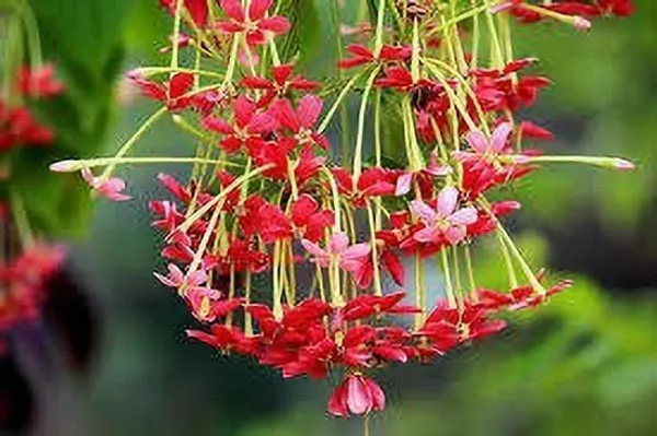 Madhumalti/Rangoon_Creeper_(Hybrid,_Pack_of_1)