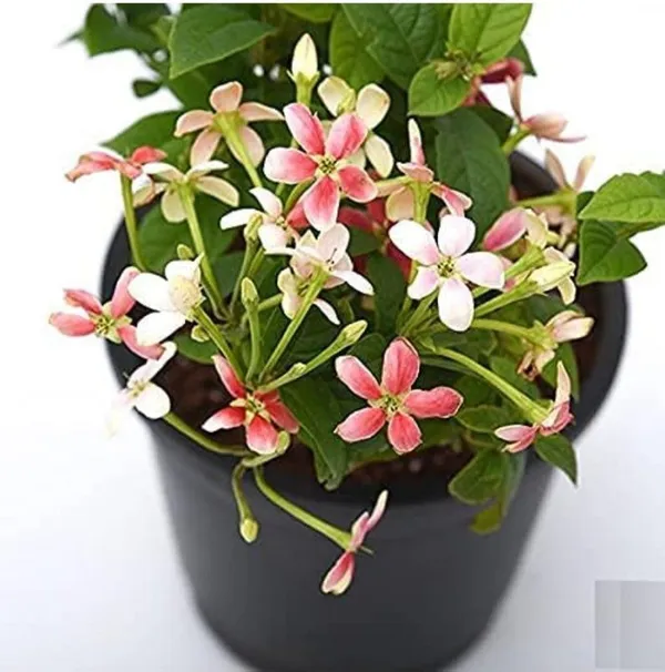 Madhumalti/Rangoon_Creeper_(Hybrid,_Pack_of_1)