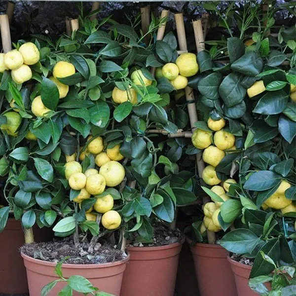 Lemon_Plant_(Hybrid,_Pack_of_1)