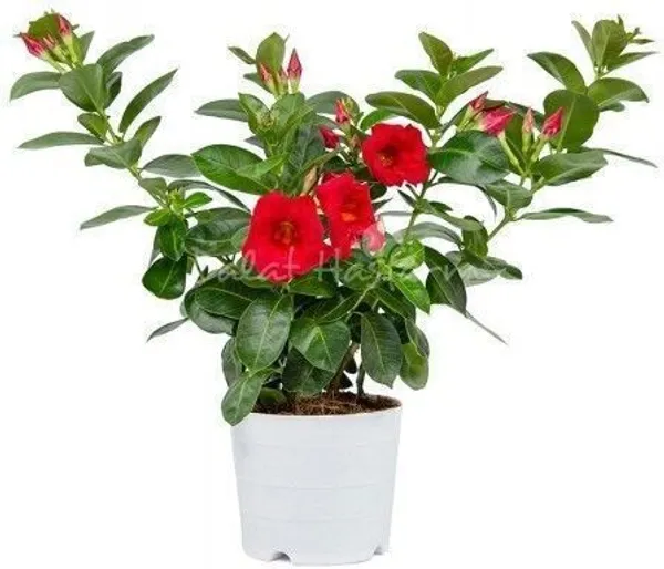 Mandevilla_Plant_(Hybrid,_Pack_of_1)