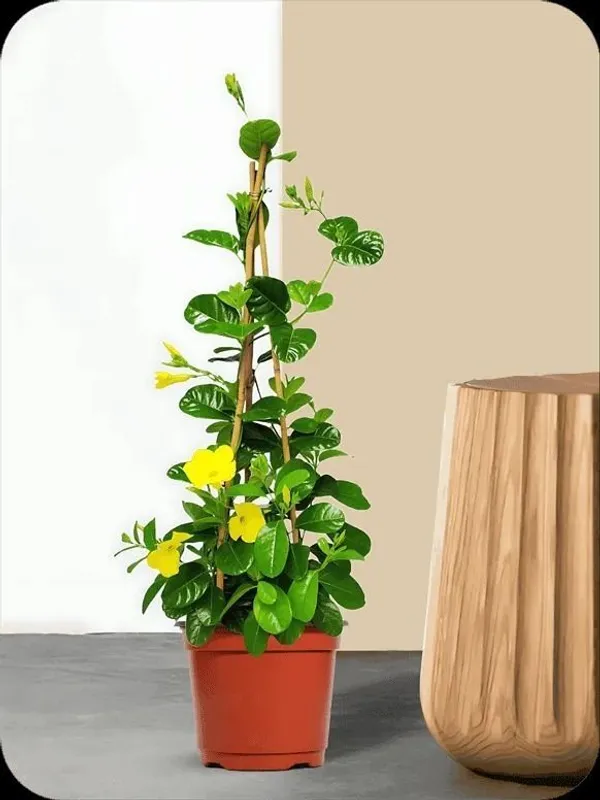 Mandevilla_Plant_(Hybrid,_Pack_of_1)