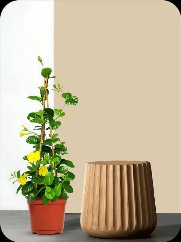 Mandevilla_Plant_(Hybrid,_Pack_of_1)