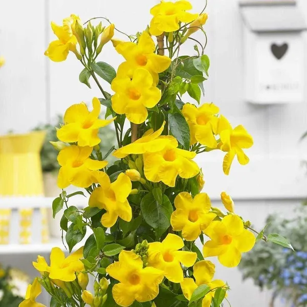 Mandevilla_Plant_(Hybrid,_Pack_of_1)