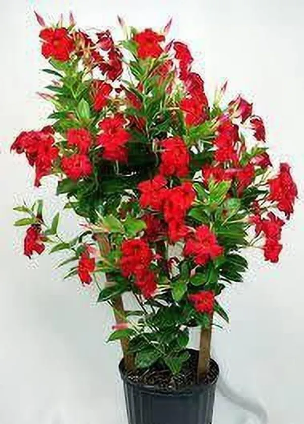 Mandevilla_Plant_(Hybrid,_Pack_of_1)