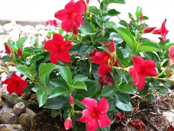 Mandevilla_Plant_(Hybrid,_Pack_of_1)
