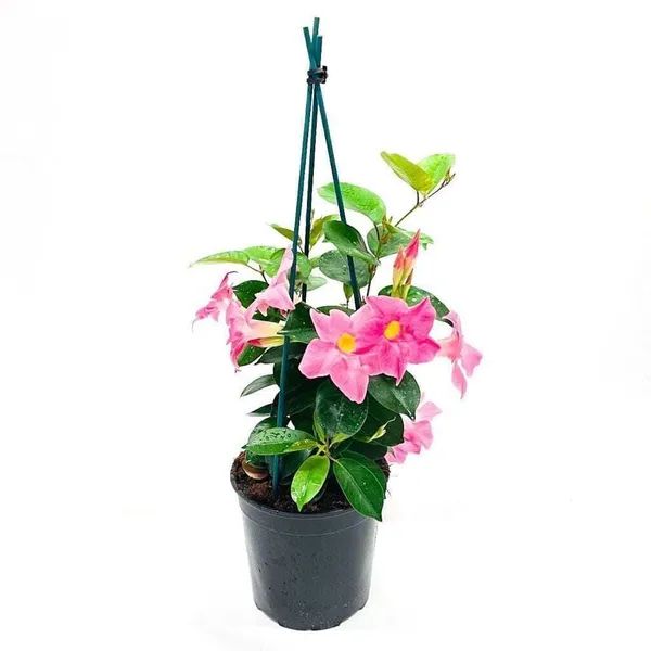 Mandevilla_Plant_(Hybrid,_Pack_of_1)
