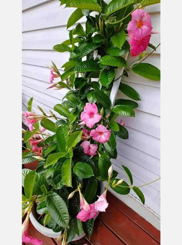 Mandevilla_Plant_(Hybrid,_Pack_of_1)
