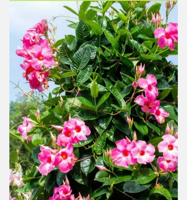 Mandevilla_Plant_(Hybrid,_Pack_of_1)