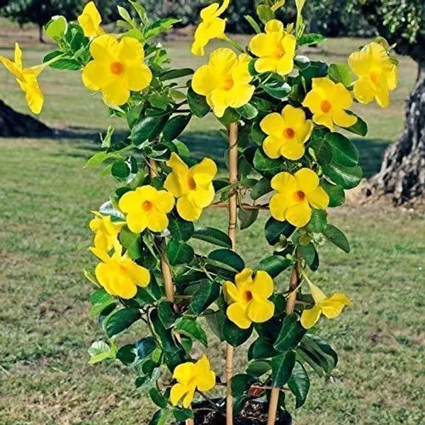 Night_Bloom_Jasmine_Plant_(Hybrid,_Pack_of_1)