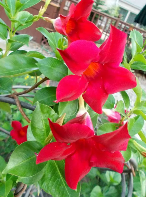 Mandevilla_Plant_(Hybrid,_Pack_of_1)