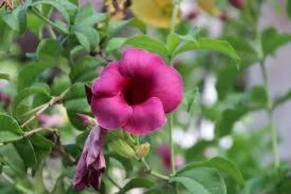 Mandevilla_Plant_(Hybrid,_Pack_of_1)