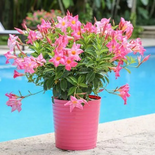 Mandevilla_Plant_(Hybrid,_Pack_of_1)