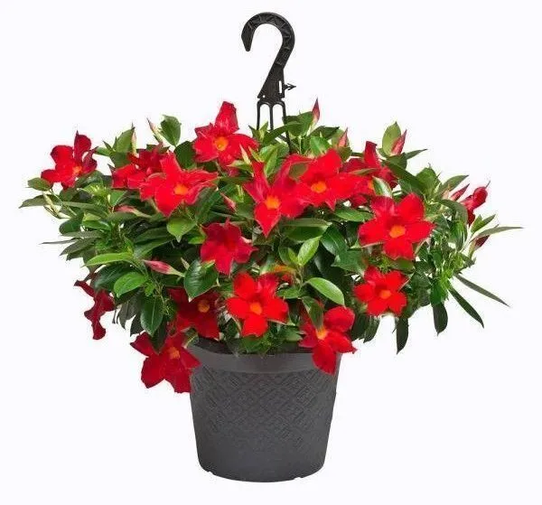 Mandevilla_Plant_(Hybrid,_Pack_of_1)