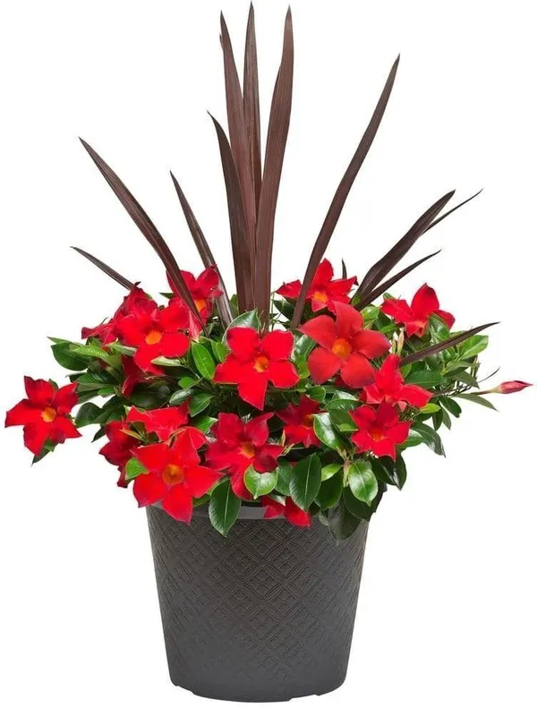 Mandevilla_Plant_(Hybrid,_Pack_of_1)
