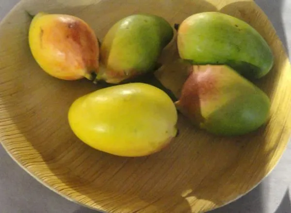 Mango_Plant_(Hybrid,_Pack_of_1)