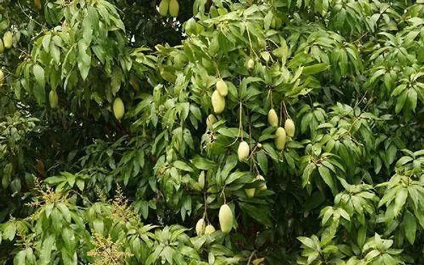 Mango_Plant_(Hybrid,_Pack_of_1)