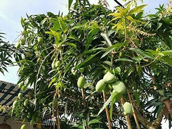 Mango_Plant_(Hybrid,_Pack_of_1)