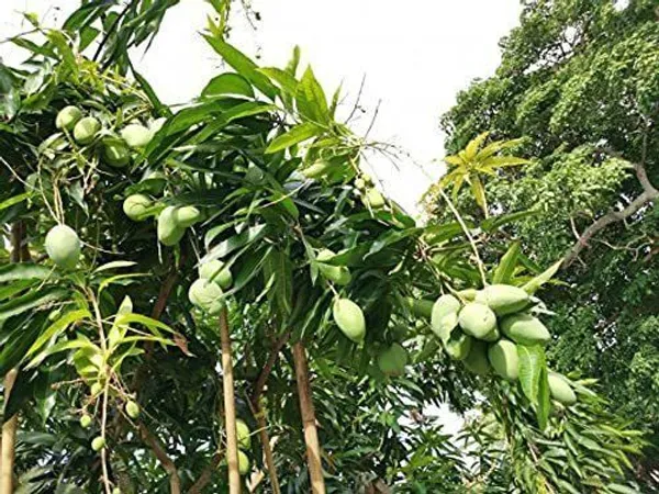 Mango_Plant_(Hybrid,_Pack_of_1)