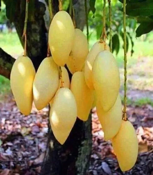 Chiku_Plant_(Hybrid,_Pack_of_1)