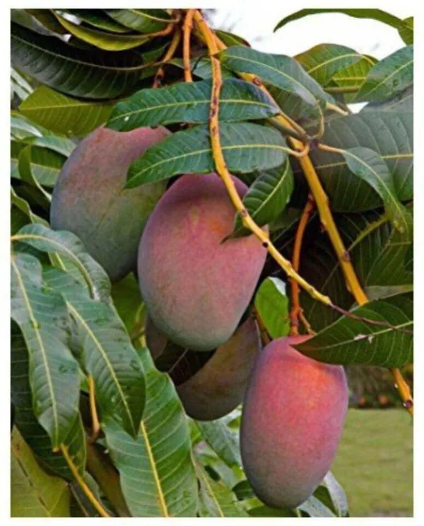 Guava_Plant_(Hybrid,_Pack_of_1)