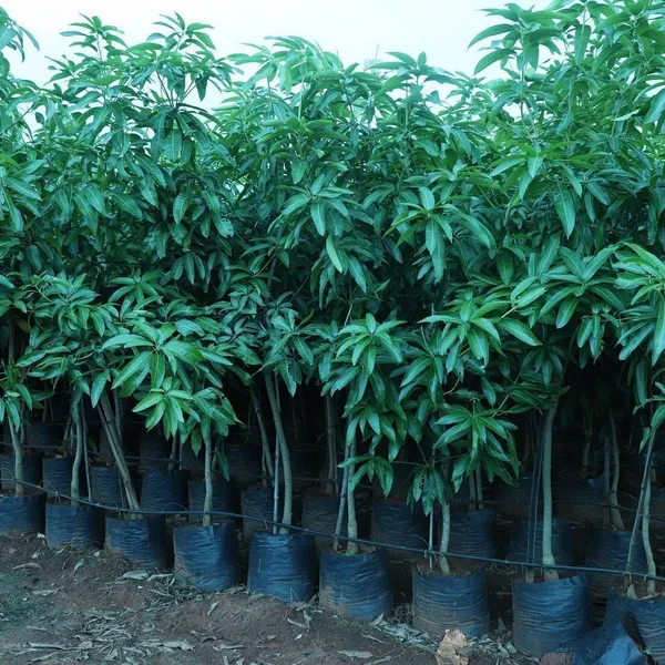 Mango_Plant_(Hybrid,_Pack_of_1)