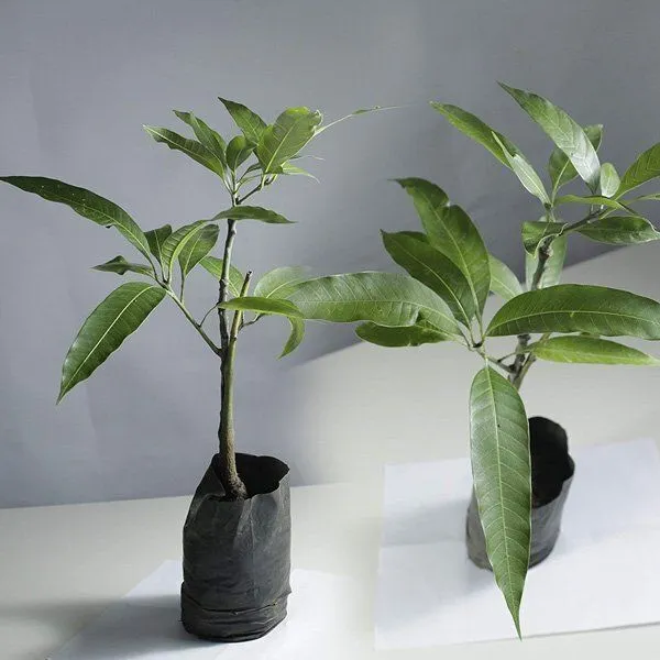 Mango_Plant_(Hybrid,_Pack_of_1)