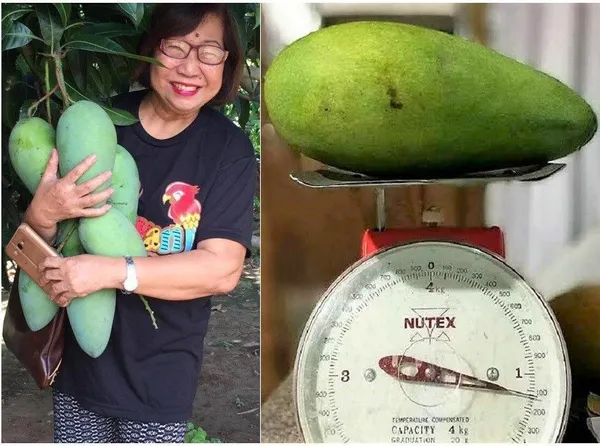 Mango_Plant_(Hybrid,_Pack_of_1)
