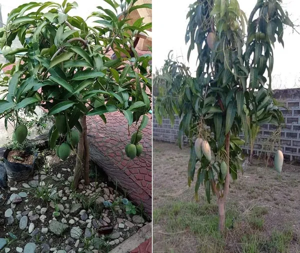 Mango_Plant_(Hybrid,_Pack_of_1)