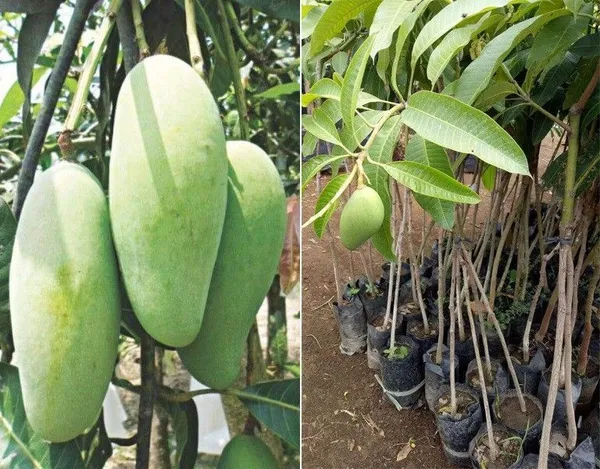 Mango_Plant_(Hybrid,_Pack_of_1)