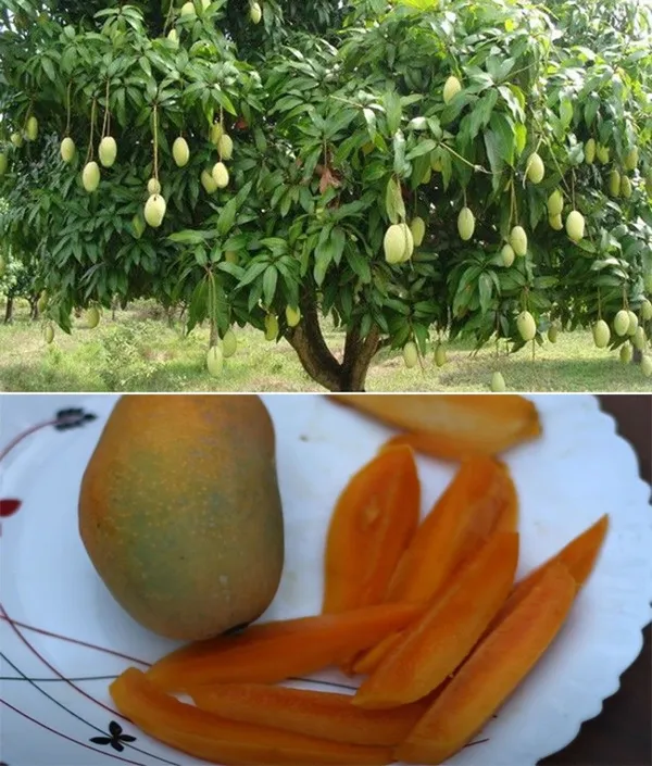 Mango_Plant_(Hybrid,_Pack_of_1)