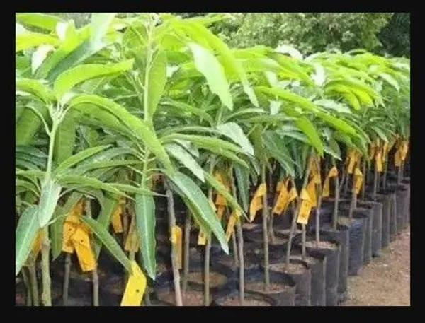 Mango_Plant_(Hybrid,_Pack_of_1)