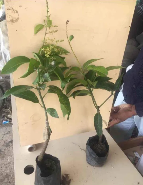 Mango_Plant_(Hybrid,_Pack_of_1)