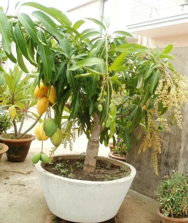 Mango_Plant_(Hybrid,_Pack_of_1)